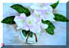 0000010Flowers.jpg (40458 bytes)