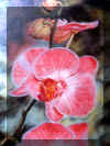 0000012Orchid_JPGnew.jpg (29666 bytes)