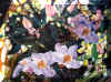 000003Orchid_JPGnew.jpg (81618 bytes)